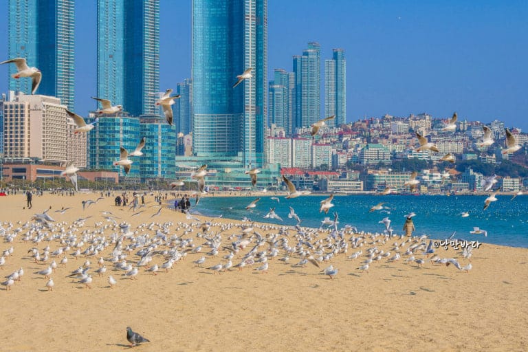 busan ocean