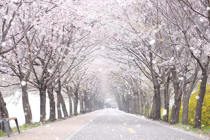 cherry blossoms
