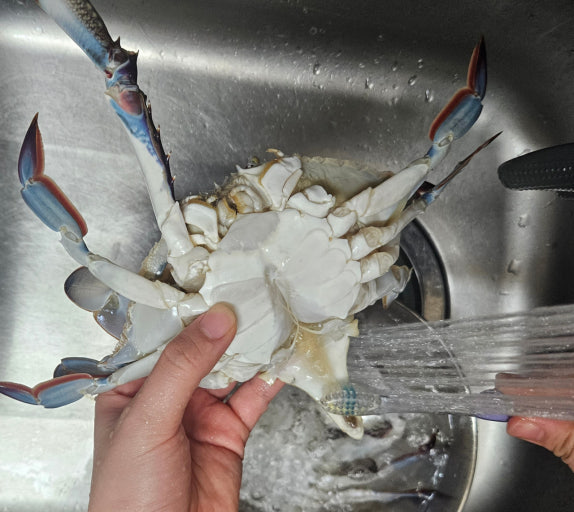 crab cleaning