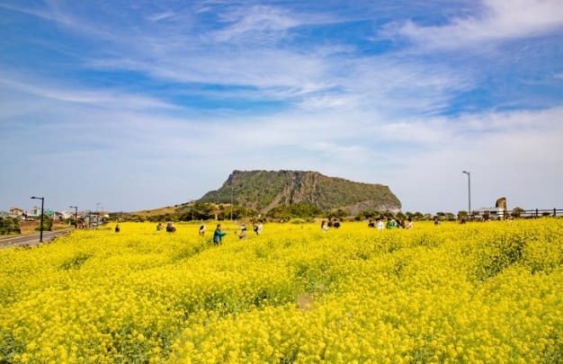 jeju island yellow canola flowers