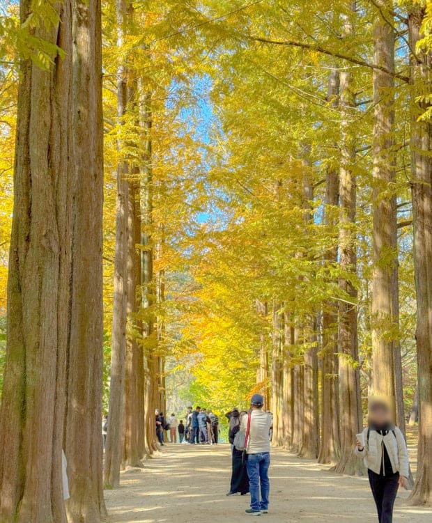 Nami Island Autumn