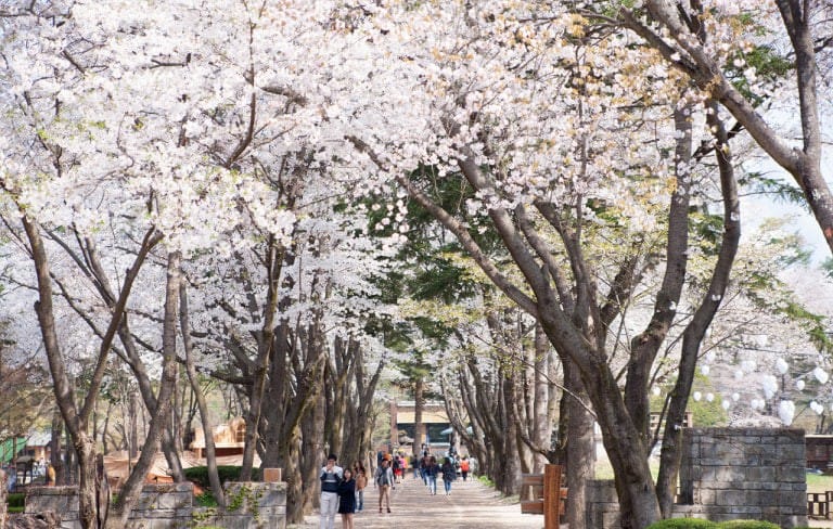 Nami Island spring