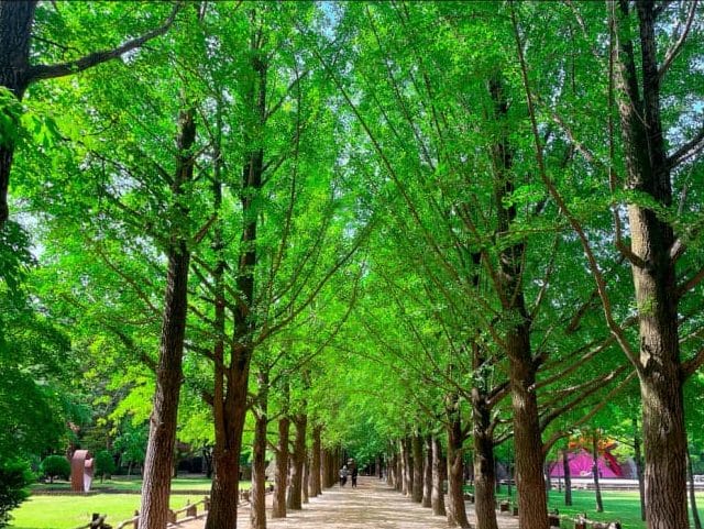 Nami Island summer