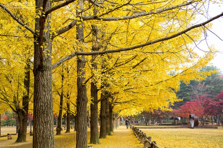 nami island